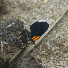 Eutrepsia inconstans