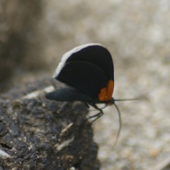 Eutrepsia inconstans