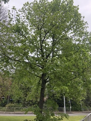 Tilia platyphyllos