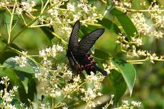 Papilio macilentus