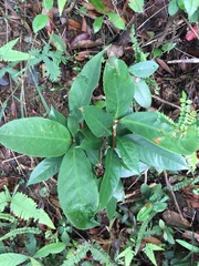 Sarcandra glabra