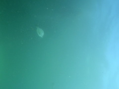 Boopsoidea inornata