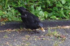 Turdus merula