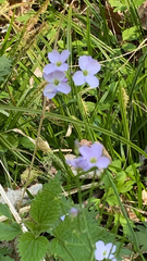 Cardamine pratensis