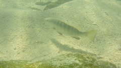 Lutjanus novemfasciatus