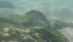Lutjanus novemfasciatus