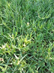 Carpobrotus edulis edulis