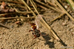 Nomada leucophthalma