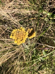 Helichrysum
