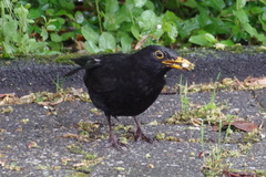 Turdus merula
