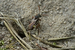 Nomada leucophthalma