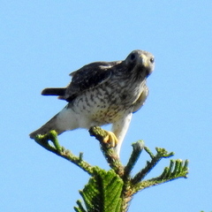 Buteo lineatus