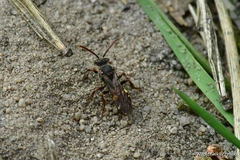 Nomada leucophthalma