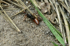 Nomada leucophthalma