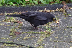 Turdus merula