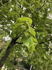 Tilia platyphyllos