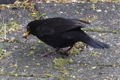 Turdus merula