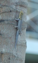 Lygodactylus picturatus