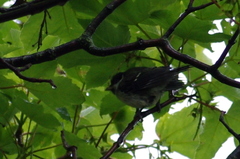 Parus major