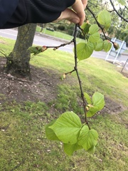 Tilia cordata