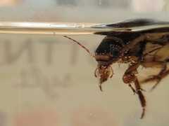 Dytiscus
