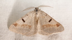 Itame vincularia