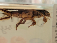 Dytiscus