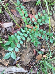 Zanthoxylum scandens