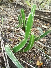 Stapelia grandiflora