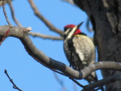 Sphyrapicus varius image