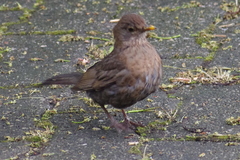 Turdus merula