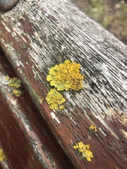 Xanthoria parietina