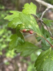 Dysaphis crataegi