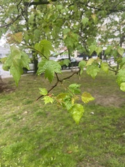 Crataegus