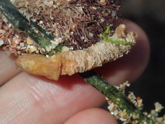 Diopatra dentata