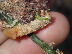 Diopatra dentata