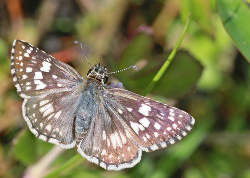 White Checkered-Skipper