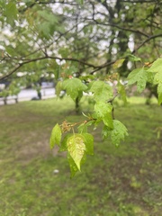 Crataegus