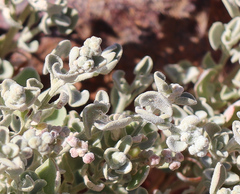 Chenopodium curvispicatum