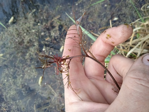 Rorippa amphibia iNat (1)