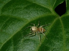 Phintella piatensis