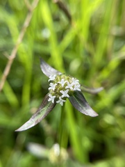 Spermacoce ocymoides