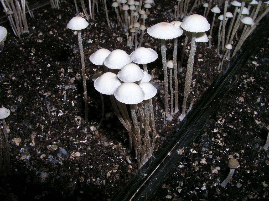 Panaeolus cambodginiensis