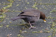 Turdus merula