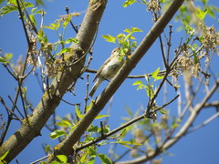 Phylloscopus collybita