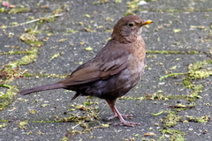 Turdus merula