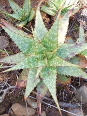 Aloe grandidentata
