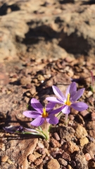 Syringodea longituba