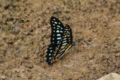 Graphium chironides
