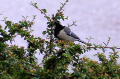 Parus major
